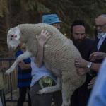 منظمة التحرير تحذر من دعوات استيطانية لفرض "قربان الفصح" في المسجد الأقصى