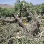 الاحتلال يواصل اقتلاع أشجار زيتون قرية قريوت جنوب نابلس