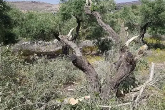 الاحتلال يواصل اقتلاع أشجار زيتون قرية قريوت جنوب نابلس