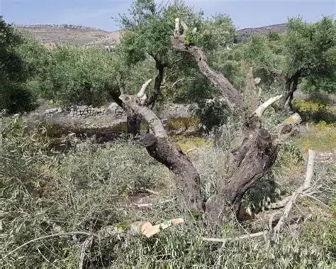 لليوم الخامس على التوالي