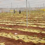 الاتحاد الأوروبي يدعم مزارعين فلسطينيين بمشاريع تعويضية في الضفة الغربية