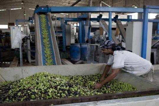 تراجع معاصر الزيتون في غزة إلى 8.. الحرب تعصف بموسم الزيتون وترفع كلفة الإنتاج