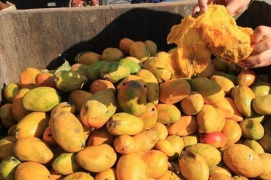 مباحث التموين بخان يونس تُتلف أكثر من 600 كجم من فاكهة المانجا