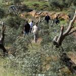 الاحتلال يُرغم مزارعين على مغادرة أراضيهم ويسرقون محصول الزيتون في نابلس