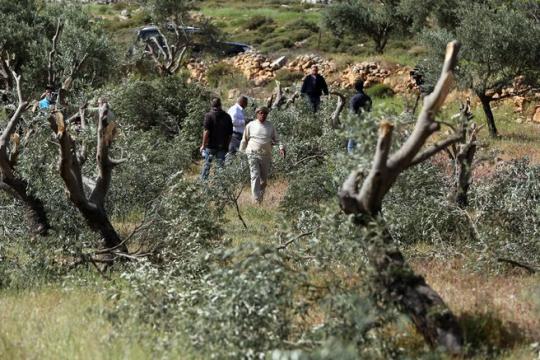 الاحتلال يُرغم مزارعين على مغادرة أراضيهم ويسرقون محصول الزيتون في نابلس