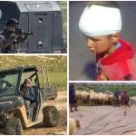 إصابة طفل وشاب بهجوم للمستوطنين في مسافر يطا واعتقالات واعتداءات جنوب الخليل