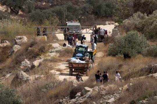 مستعمرون يطاردون قاطفي الزيتون ومتضامنين أجانب شرق سلفيت