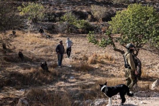بحماية الاحتلال.. مستوطنون يقتحمون مدخل "المغير"