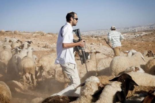 مستوطنون يهاجمون رعاة الأغنام في نابلس