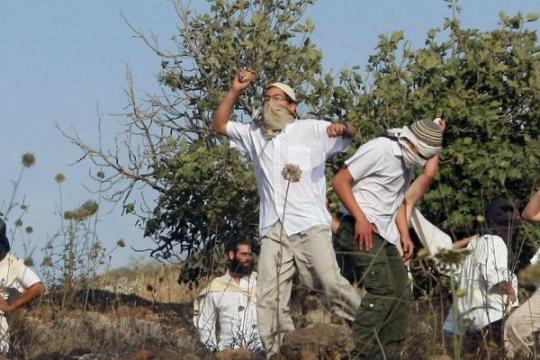 مستوطنون يسرقون ثمار الزيتون من أراضي المغير برام الله