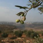 موجة حر وجفاف تستمر حتى مطلع الأسبوع وانخفاض واضح يبدأ الاثنين