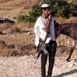 مستوطن يطلق مواشيه في أراضي ومزروعات المواطنين بلدة الطيبة شرق رام الله