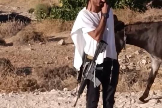 مستوطن يطلق مواشيه في أراضي ومزروعات المواطنين بلدة الطيبة شرق رام الله