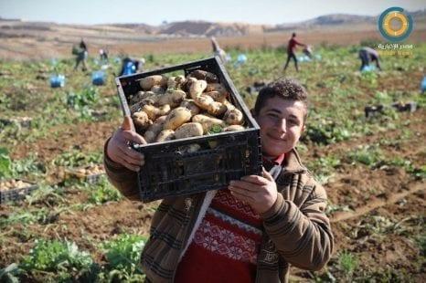 فيديو | مزارعون يحصدون "البطاطا البلدية" من على خط النار