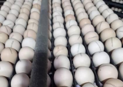 زراعة غزة  تُتلف شحنة "بيض مُخصّب" مصاب بأمراض محظورة