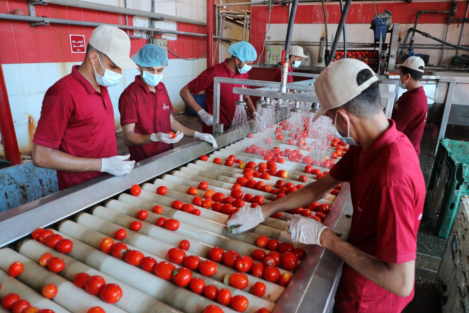 إطلاق الموسم السنوي لعصير البندورة في قطاع غزة (صور)