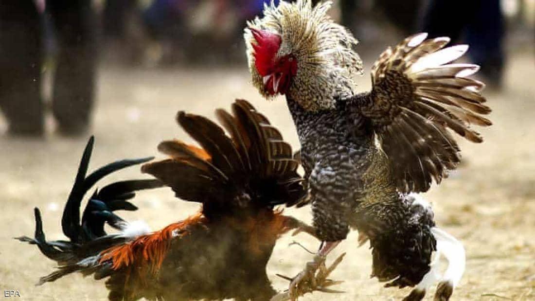 حادثة غريبة.. ديك يقتل رجل هندي خلال مصارعة