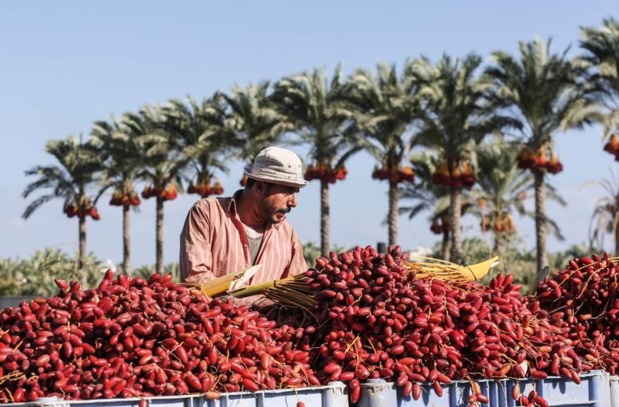 غزة تبدأ موسم جني البلح ومن المتوقع تصدير 500 طن للضفة