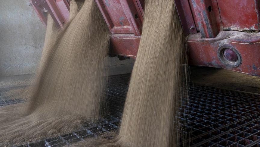 سعر القمح يهبط قرب أدنى مستوى في 5 سنوات وسط تزايد المعروض