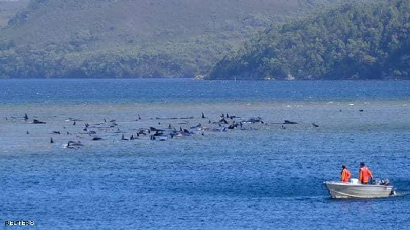 70 حوتا يدخلون مصيدة بطريقة غربية ومحاولات لإنقاذهم