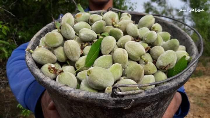 الزراعة: إنتاج 2700 طن من اللوزيات الموسم الحالي