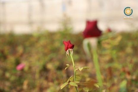 شتاء 2020... يا ورد غزة مين يشتريك؟! ( فيديو)