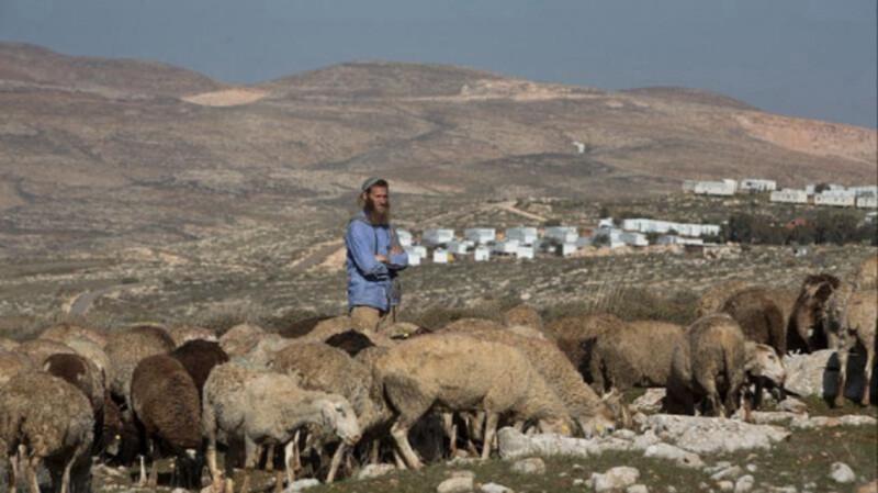 الضفة.. مستوطنون يطلقون مواشيهم للرعي في أراضي مملوكة لفلسطينيين