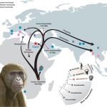فريق مصري يكتشف نوعاً جديداً من القردة العليا في شمال إفريقيا