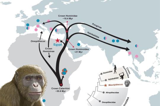 فريق مصري يكتشف نوعاً جديداً من القردة العليا في شمال إفريقيا