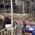 علماء شرعيون في غزة يوضحون أحكام الأضاحي وبدائلها في ظل الحرب وارتفاع الأسعار