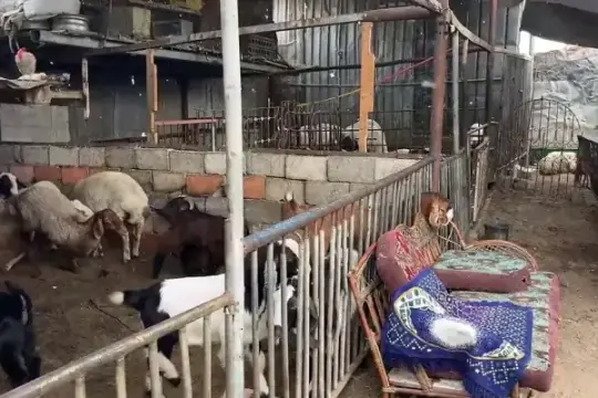 علماء شرعيون في غزة يوضحون أحكام الأضاحي وبدائلها في ظل الحرب وارتفاع الأسعار