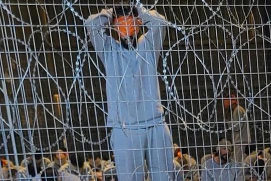 تفاصيل مروعة لتعذيب الفلسطينيين في سدي تيمان.. يتعرضون للاغتصاب