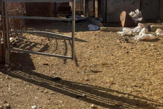 رام الله: مستوطنون ينهبون قطيع أغنام وحصانًا من مزرعة في دير دبوان