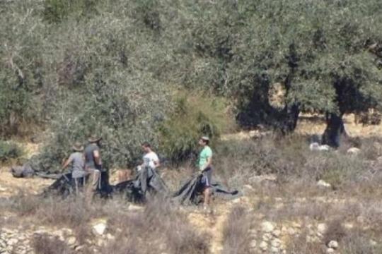 مستوطنون يسرقون زيتون منطقة شعب البطم بمسافر يطا