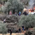 الزراعة الفلسطينية: اقتلاع 824 شجرة وسرقة 526 رأس ماشية في الضفة خلال أسبوع