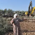 الاحتلال يجرف أراضي في بلدة برقة ويقتلع أشجار زيتون شمال نابلس