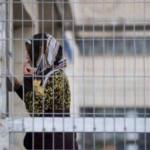 تصاعد العزل الانفرادي بحق أسيرات سجن الدامون وسط تحذيرات من انتهاكات جسيمة للقانون الدولي