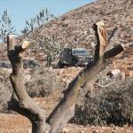 الجيش الإسرائيلي يقتلع 135 شجرة زيتون في دير استيا شمال الضفة الغربية