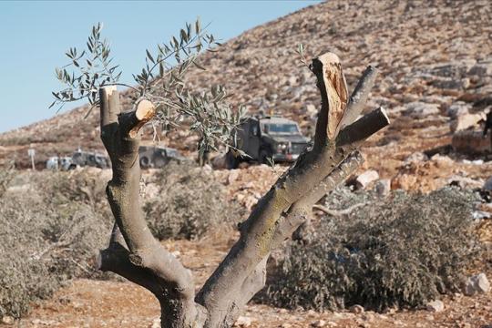 الجيش الإسرائيلي يقتلع 135 شجرة زيتون في دير استيا شمال الضفة الغربية