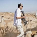 مستوطنون يهاجمون مزرعة فلسطينية قرب رام الله ويسرقون 150 رأسًا من الأغنام