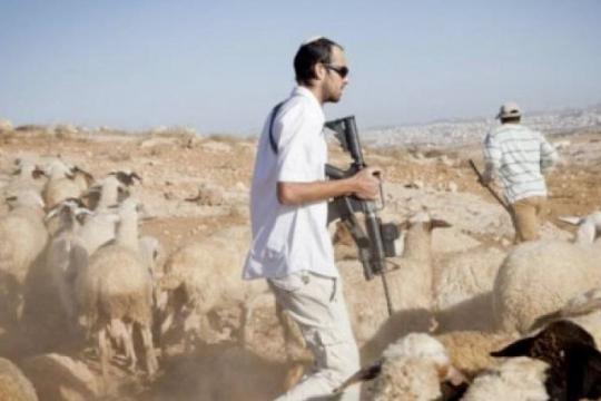 مستوطنون يهاجمون مزرعة فلسطينية قرب رام الله ويسرقون 150 رأسًا من الأغنام