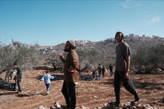 مستوطنون يتلفون 850 شجرة عنب وزيتون في خلة الحمص جنوب الخليل