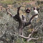 مستوطنون يقتلعون مئات أشجار الزيتون ويعتدون على فلسطينيين في الضفة الغربية