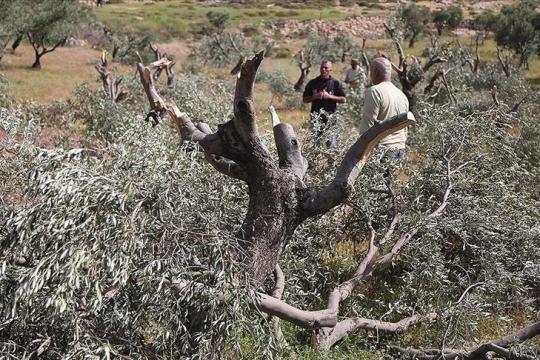 مستوطنون يقتلعون مئات أشجار الزيتون ويعتدون على فلسطينيين في الضفة الغربية