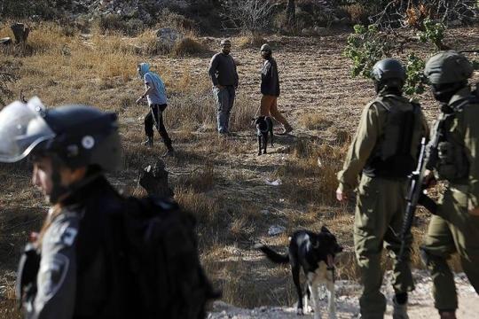 مستوطنون إسرائيليون يواصلون هجماتهم على قاطفي الزيتون في الضفة الغربية