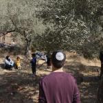 مستوطنون يتلفون نحو 40 شجرة زيتون في بلدة مخماس شمال شرقي القدس