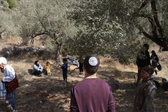 مستوطنون يتلفون نحو 40 شجرة زيتون في بلدة مخماس شمال شرقي القدس