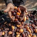 الحكومة التركية ترفع كوتا التمور الفلسطينية المعفاة من الرسوم الجمركية