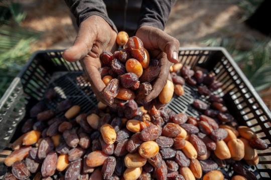 الحكومة التركية ترفع كوتا التمور الفلسطينية المعفاة من الرسوم الجمركية