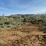 الاحتلال يقتلع عشرات أشجار الزيتون في بدّو وبيت إكسا شمال غرب القدس